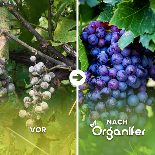Vorher-Nachher-Bild von Weintrauben, die mit einem Organifer-Produkt behandelt wurden