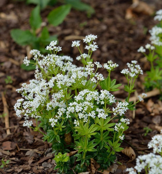 Waldmeister Pflanze mit weißen Blüten