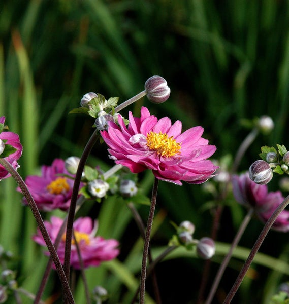 Nahaufnahme von rosafarbenen Herbst-Anemonen im Garten