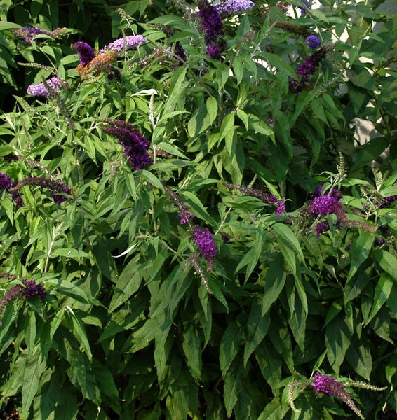 Schmetterlingsflieder mit grünen Blättern und lila Blüten