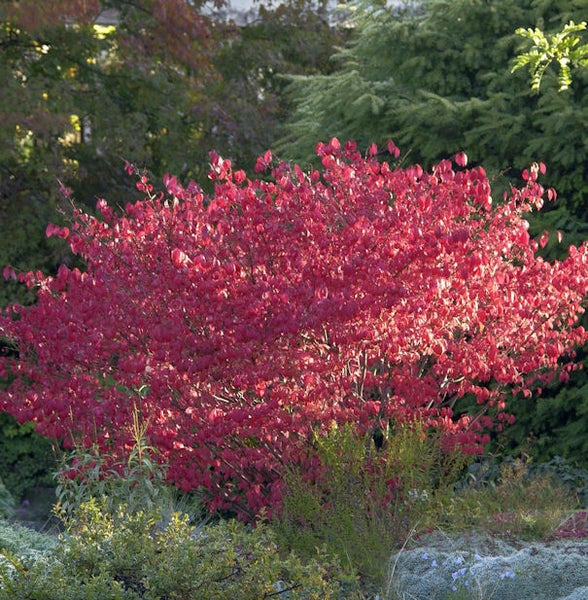 Brennender Busch mit rotem Herbstlaub im Garten.