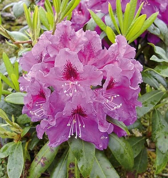 Nahaufnahme einer blühenden Rhododendronpflanze