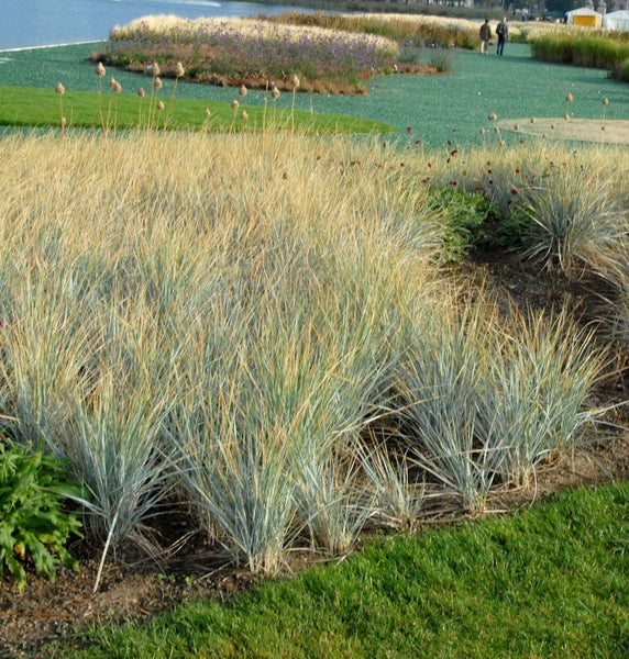 Beet mit Ziergräsern im Garten.