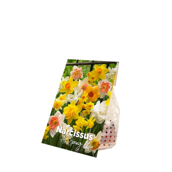 Bloomique - 15er-Mix - Narzisse - Narzisse - Blumenmischung für den ganzen Frühling - Farbmischung - Blumenzwiebeln - Frühlingsblüher - mehrjährige Pflanzen - wird 15-35 cm groß