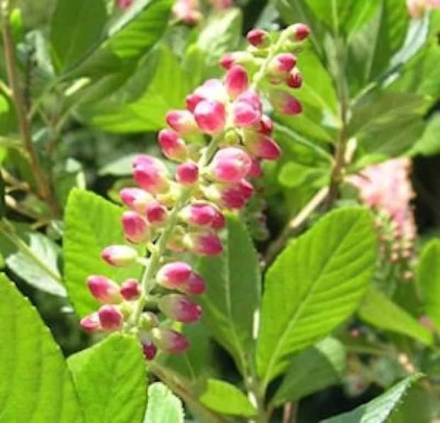Nahaufnahme einer Scheinbeere mit rosa Blütenknospen und grünen Blättern.