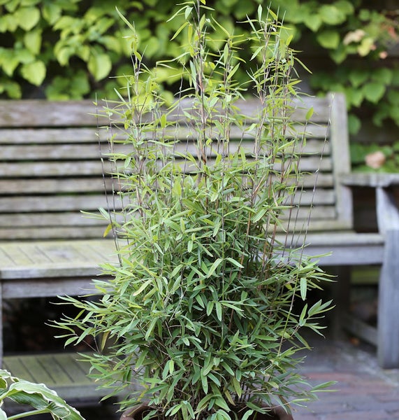 Bambus im Topf für den Garten