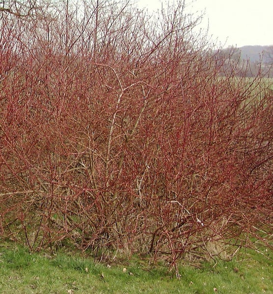 Hartriegelbusch im winterlichen Garten
