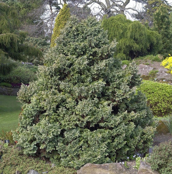 Großer, immergrüner Lebensbaum im Garten.