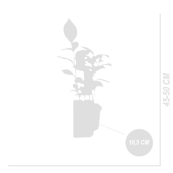 Bloomique - 2er Set - Camellia Sinensis - Echte Tee Pflanze - Machen Sie Ihren eigenen Tee - Winterhart - Höhe 20-30 cm - Topf 10,5 cm