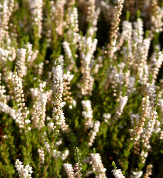 Nahaufnahme von Besenheide mit weißen Blüten.