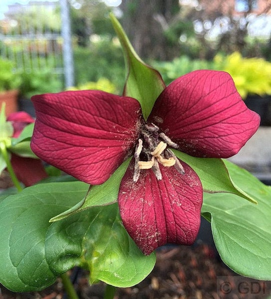 Nahaufnahme einer Dreiblattblume