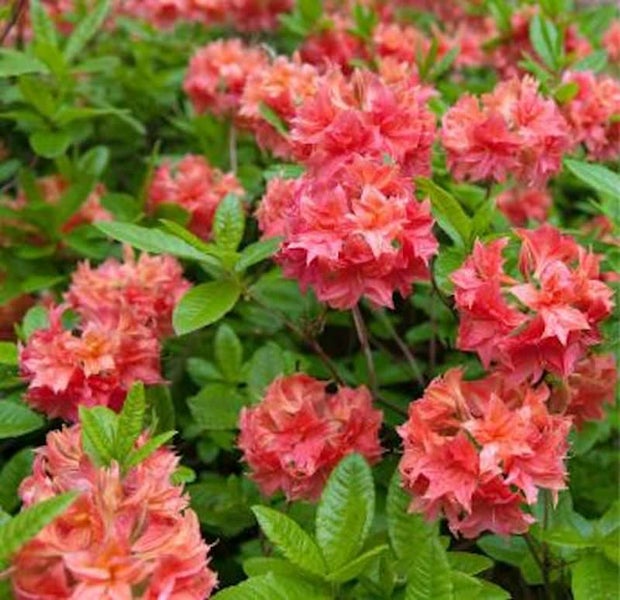 Nahaufnahme von Azaleenblüten mit grünen Blättern.