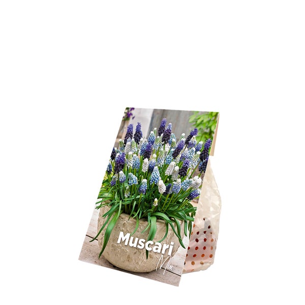 Bloomique – 50er-Mix – Muscari-Mix – Traubenhyazinthe – blaue Trauben – weiß, blau – Blumenzwiebeln – Frühlingsblüte – mehrjährige Pflanzen – wird 10–15 cm groß
