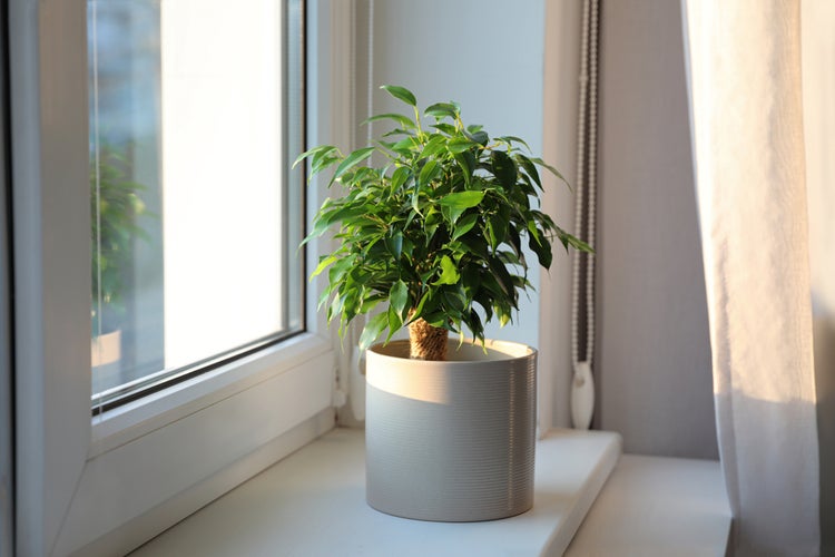 Bloomique - Ficus Benjamina Natasja - Birkenfeige - Zimmerpflanzen - Luftreinigend - Pflegeleicht - 20-30 cm Hoch - Topf 12 cm