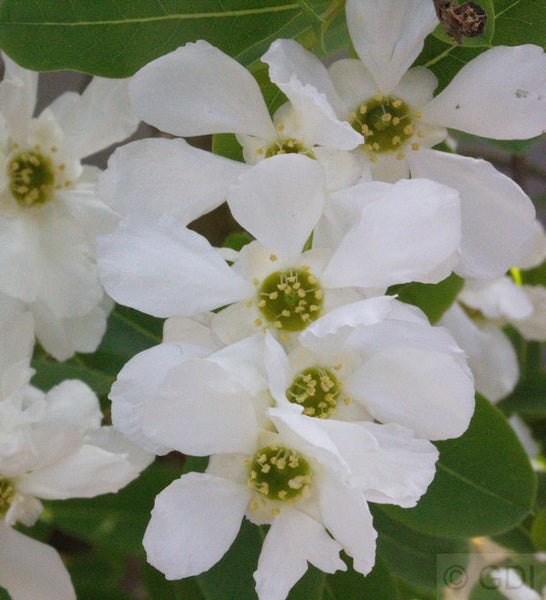 Blütenstand des Duftenden Schneeglöckchenbaums mit weißen Blüten