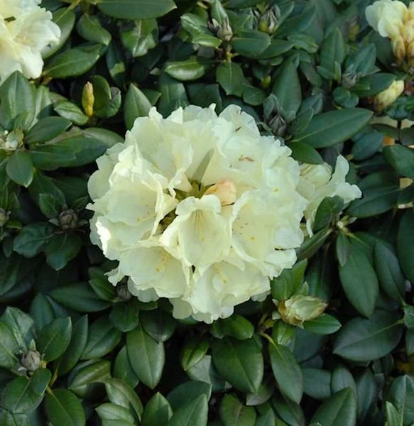 Nahaufnahme einer Rhododendronblüte mit Blättern