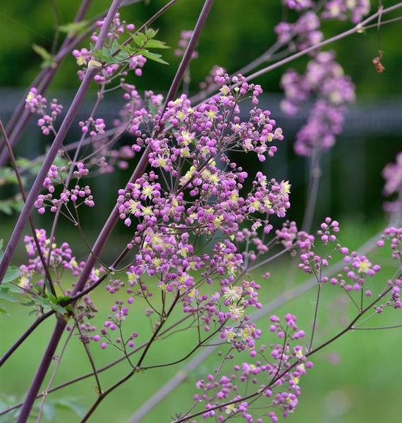 Blütenstand einer Elfenblume mit Blüten
