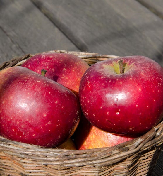 Rote Äpfel in einem Weidenkorb