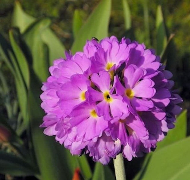 Kugelförmige Primelblume mit Blüten
