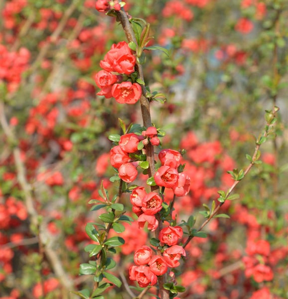 Blühender Zierquittenstrauch im Detail