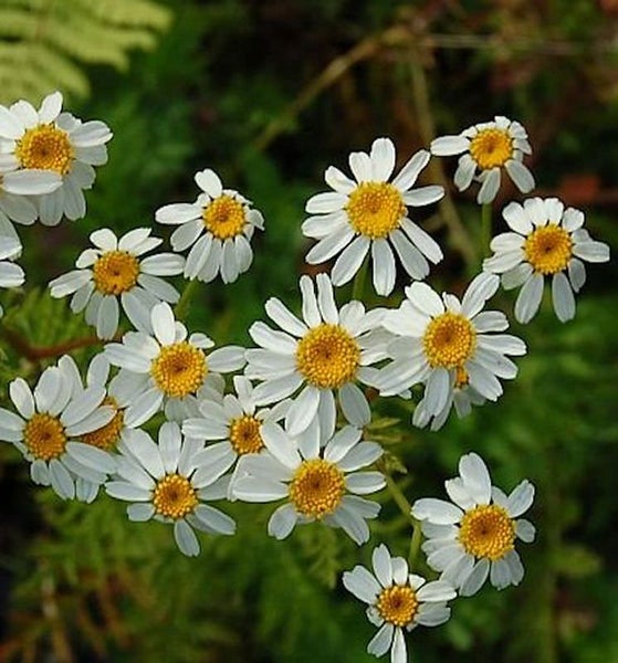 Nahaufnahme von Strahlengriffelblüten im Garten