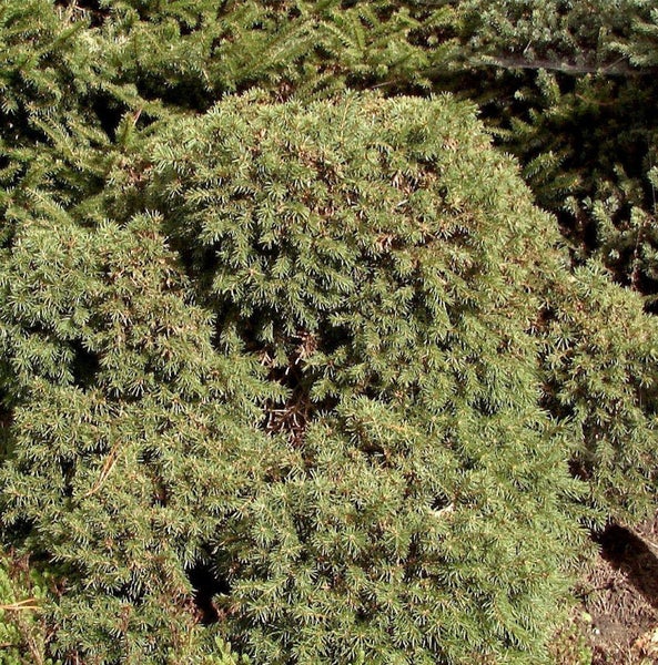 Zwerg-Fichte im Garten