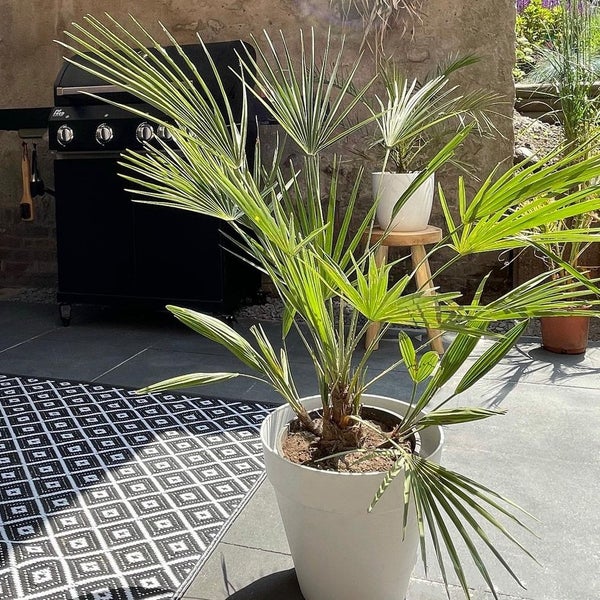 Bloomique - Washingtonia Robusta - Mexikanische Fächerpalme - Palme - Winterharte Balkonpflanzen - Gartenpflanzen Winterhart - Höhe 70-80 cm - Topf 17 cm