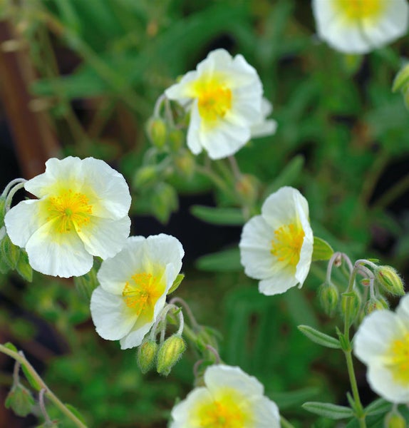 Sonnenröschen-Blüten mit gelber Mitte im Detail