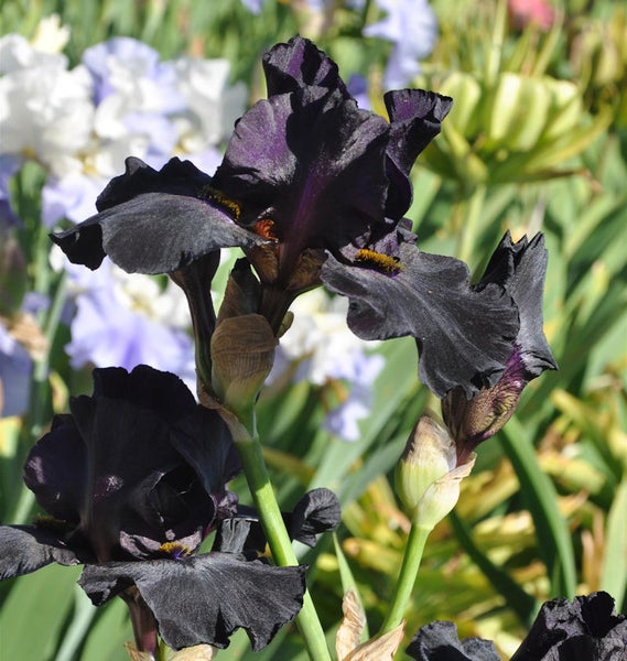 Schwarze Schwertlilienblüte im Garten