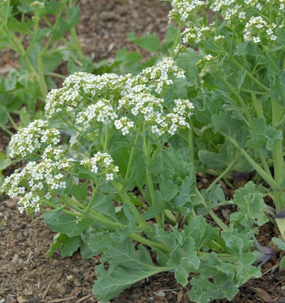 Strandkohl Pflanze mit weißen Blüten im Gartenbeet