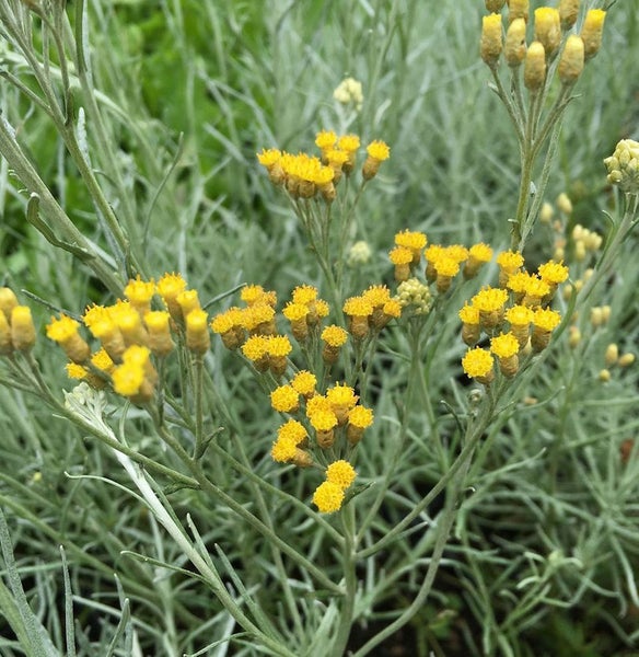 Italienische Strohblume mit gelben Blüten