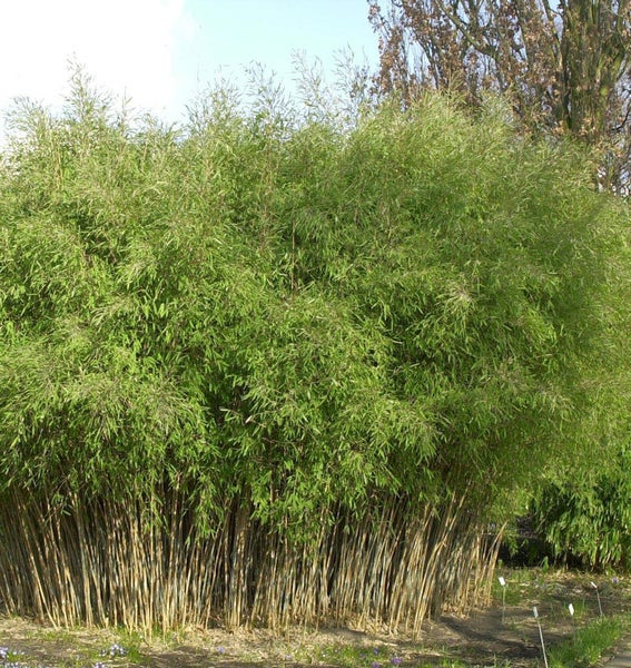 Bambusstrauch im Freien