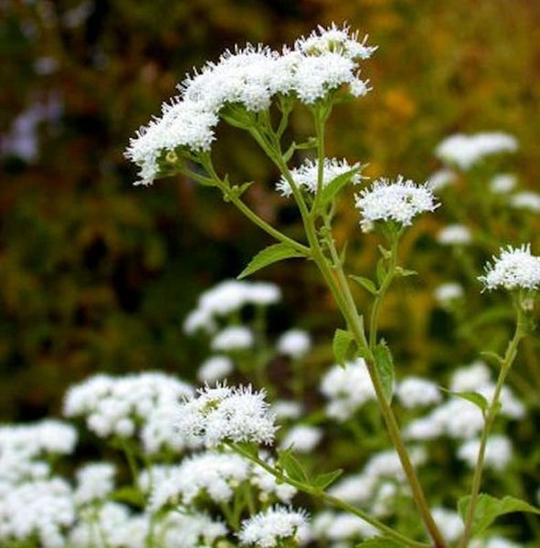 Detailansicht einer Pflanze mit weißen Blüten