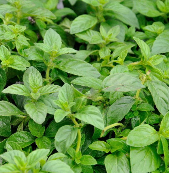 Nahaufnahme von Minze