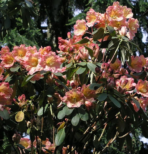 Rhododendron mit Blüten und Blättern