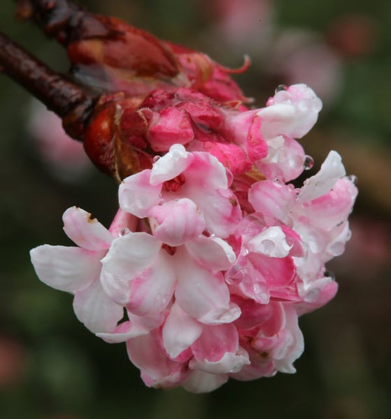 Nahaufnahme einer Viburnum-Blüte mit rosa und weißen Blütenblättern