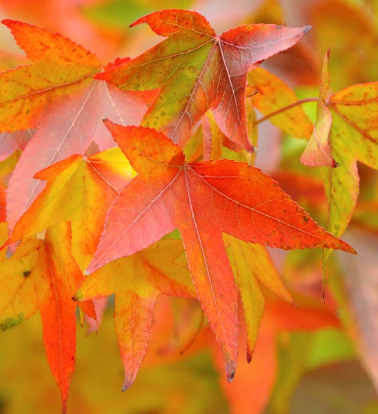 Nahaufnahme von Ahornblättern im Herbst