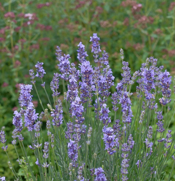 Lavendelblüten im Garten