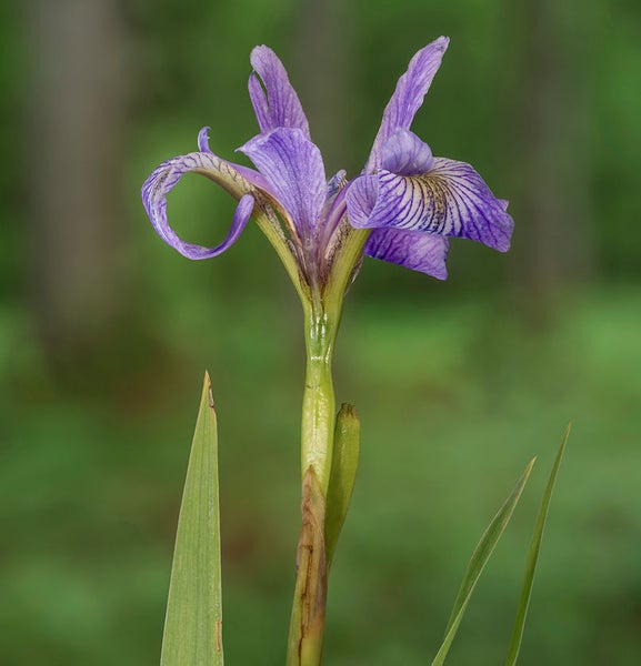 Nahaufnahme einer lila Schwertlilienblüte im Garten.