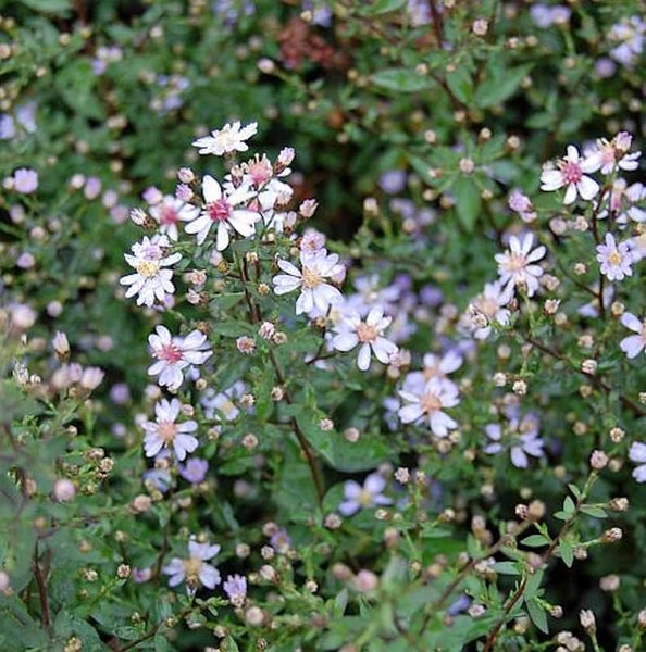 Nahaufnahme von Raublatt-Aster-Blüten