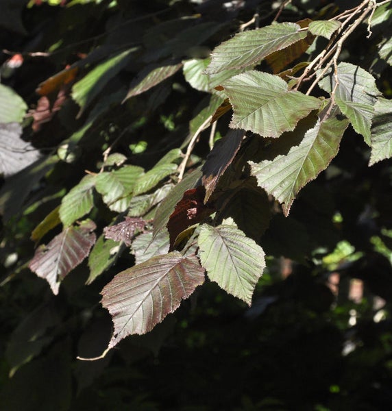 Nahaufnahme von Zweigen der Hainbuche mit Blättern