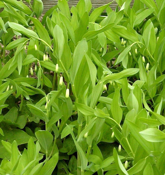 Aufnahme von Salomonssiegelpflanzen mit hängenden Blüten