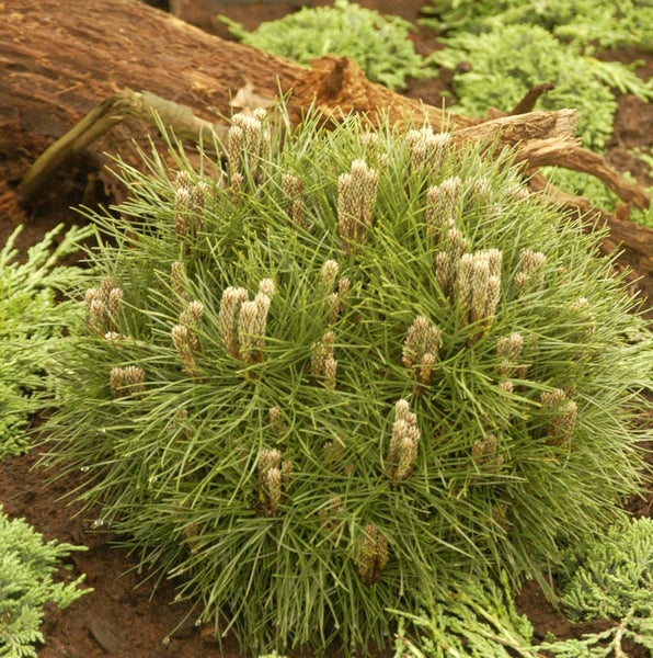 Kugelkiefer im Gartenbeet