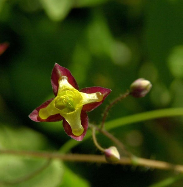 Blüte der Elfenblume mit vier Blütenblättern