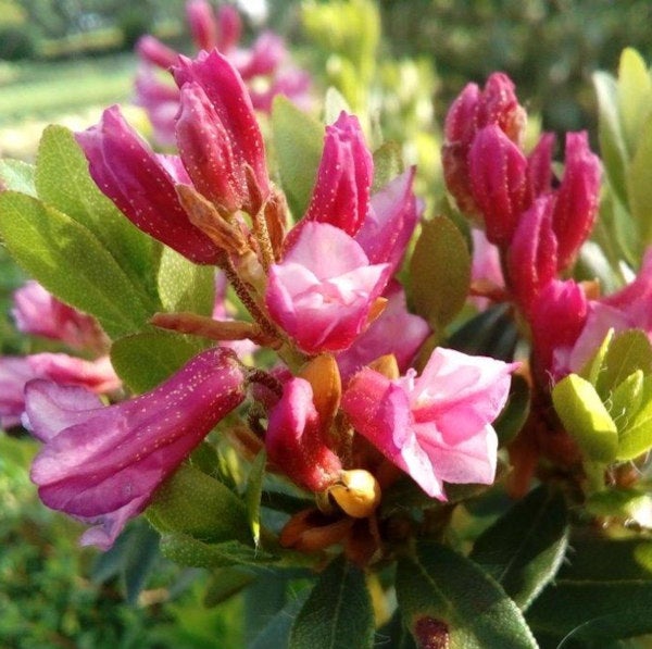 Nahaufnahme einer Rhododendronblüte