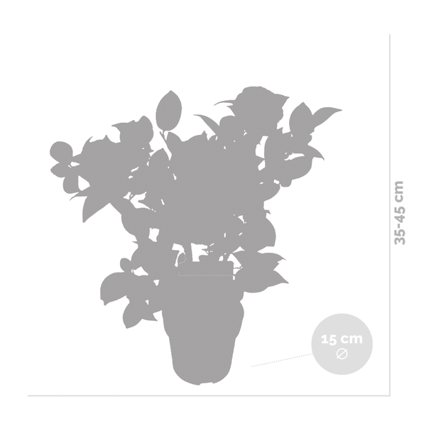 Camellia japonica 'Black Lace' - Japanische Rose - Strauch - Immergrün - ⌀15 cm - ↕30-35 cm
