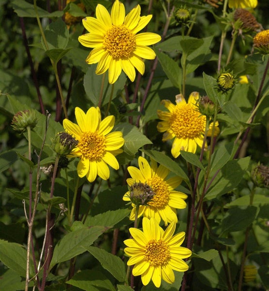 Gelbe Staudensonnenblumen im Gartenbeet