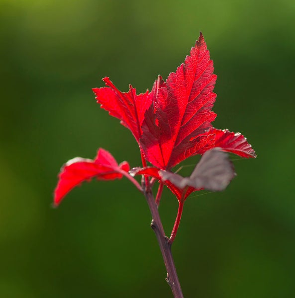 Rotes Blatt an einem Zweig