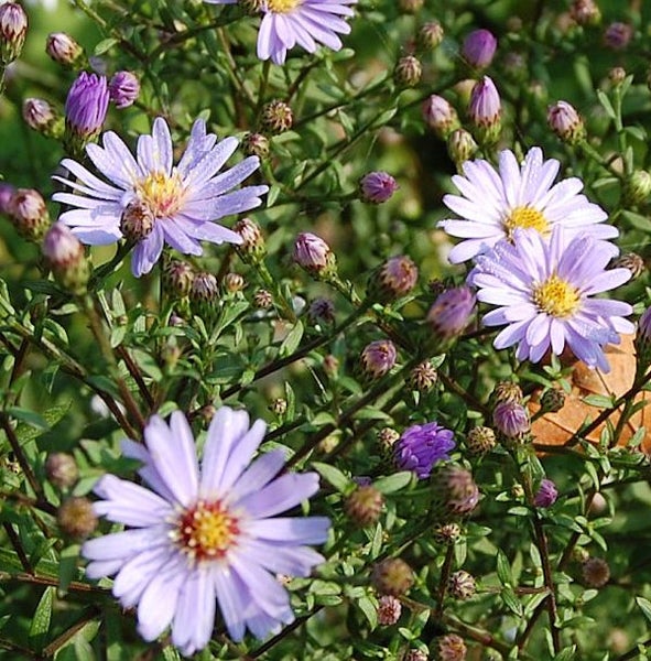 Detailaufnahme einer Raublatt-Aster mit Blüten und Knospen
