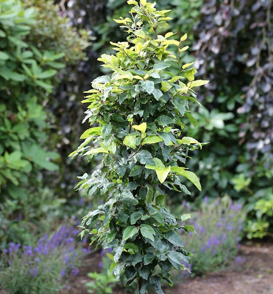 Säulen Hainbuche im Garten